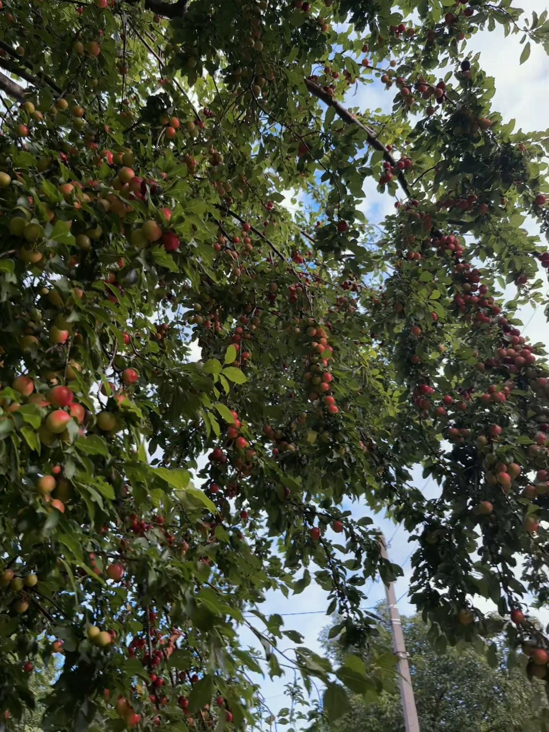 @Tomuleț _12