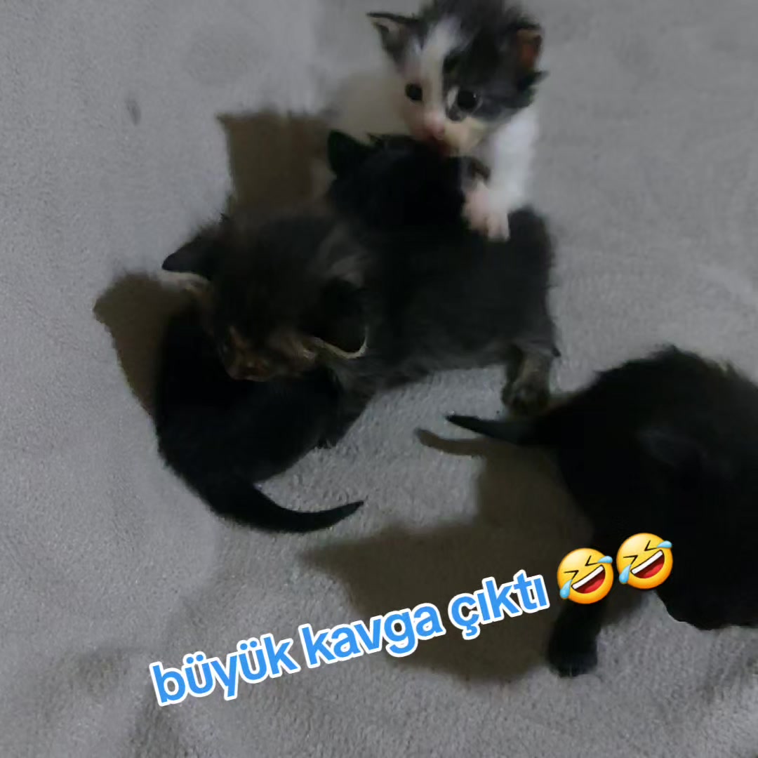 @GoncaBıçakUlaştısoy