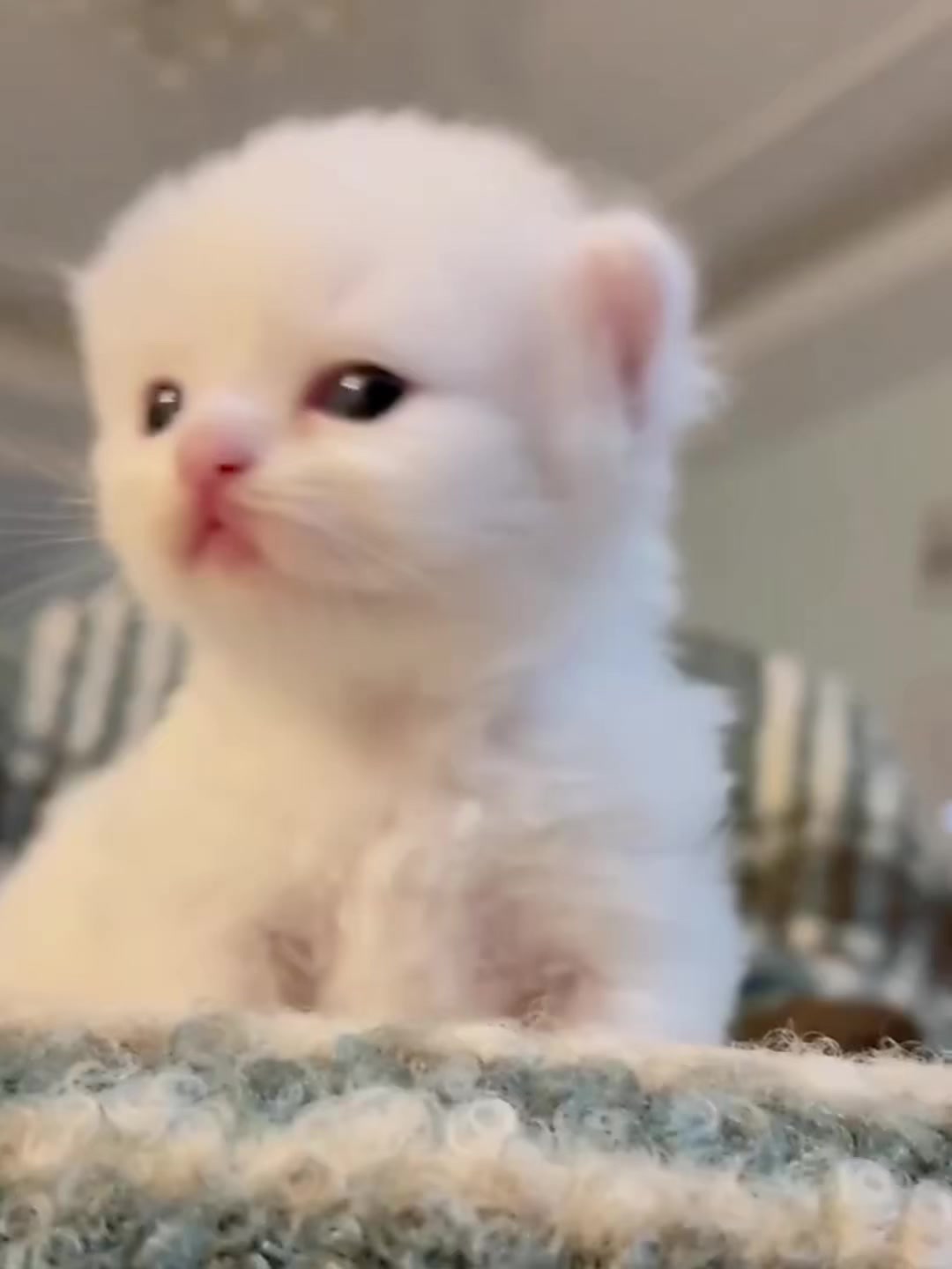 @catbosssss