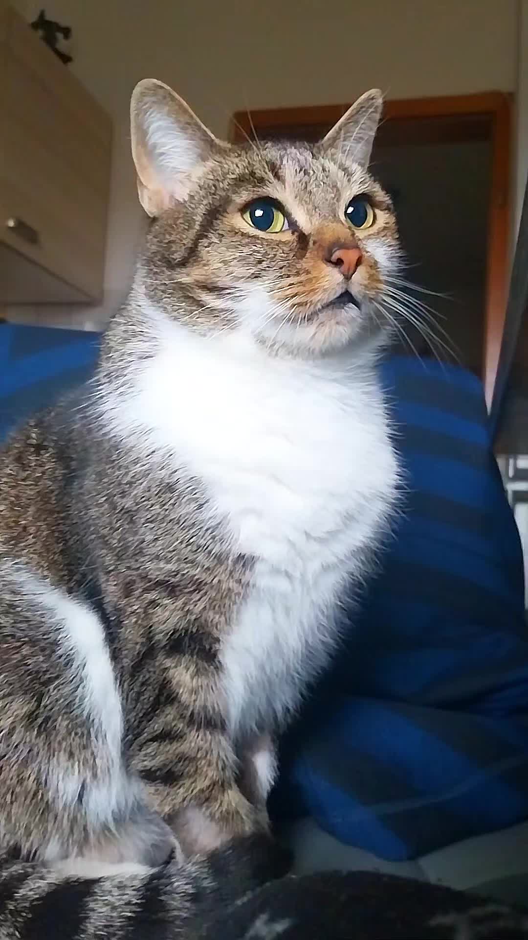 @Scotty🐱🐾🐱🐾 🐱🐾🐱🐾🐱🐾