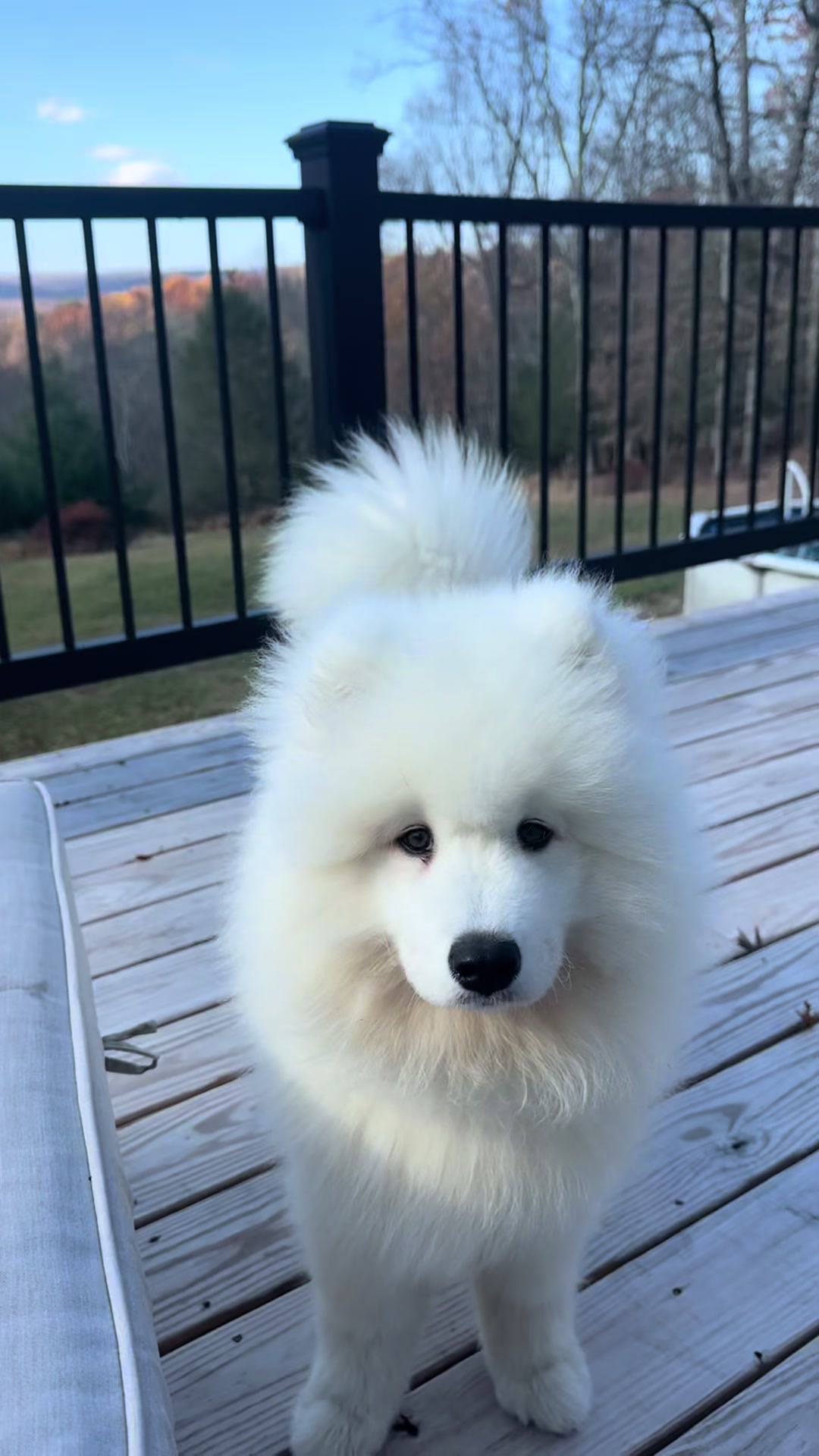 @Mishka the Samoyed