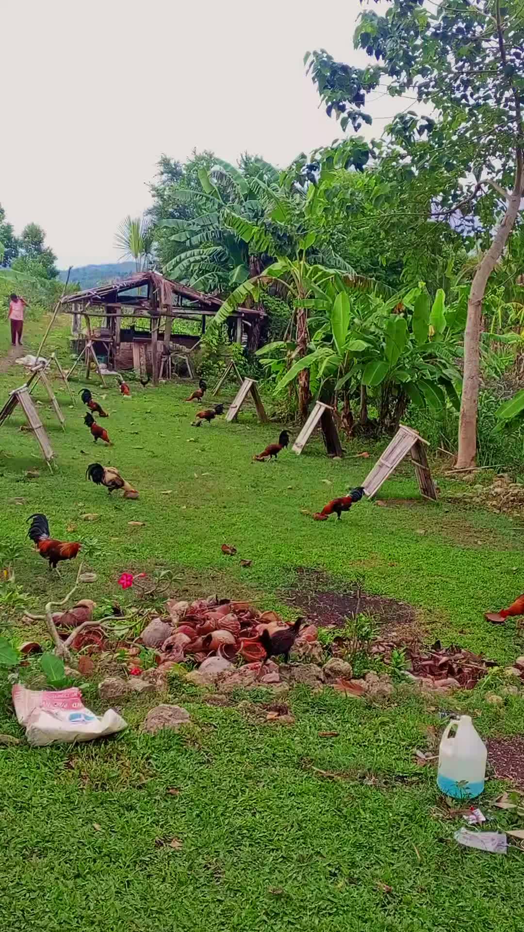 @BONALNOKK🐓