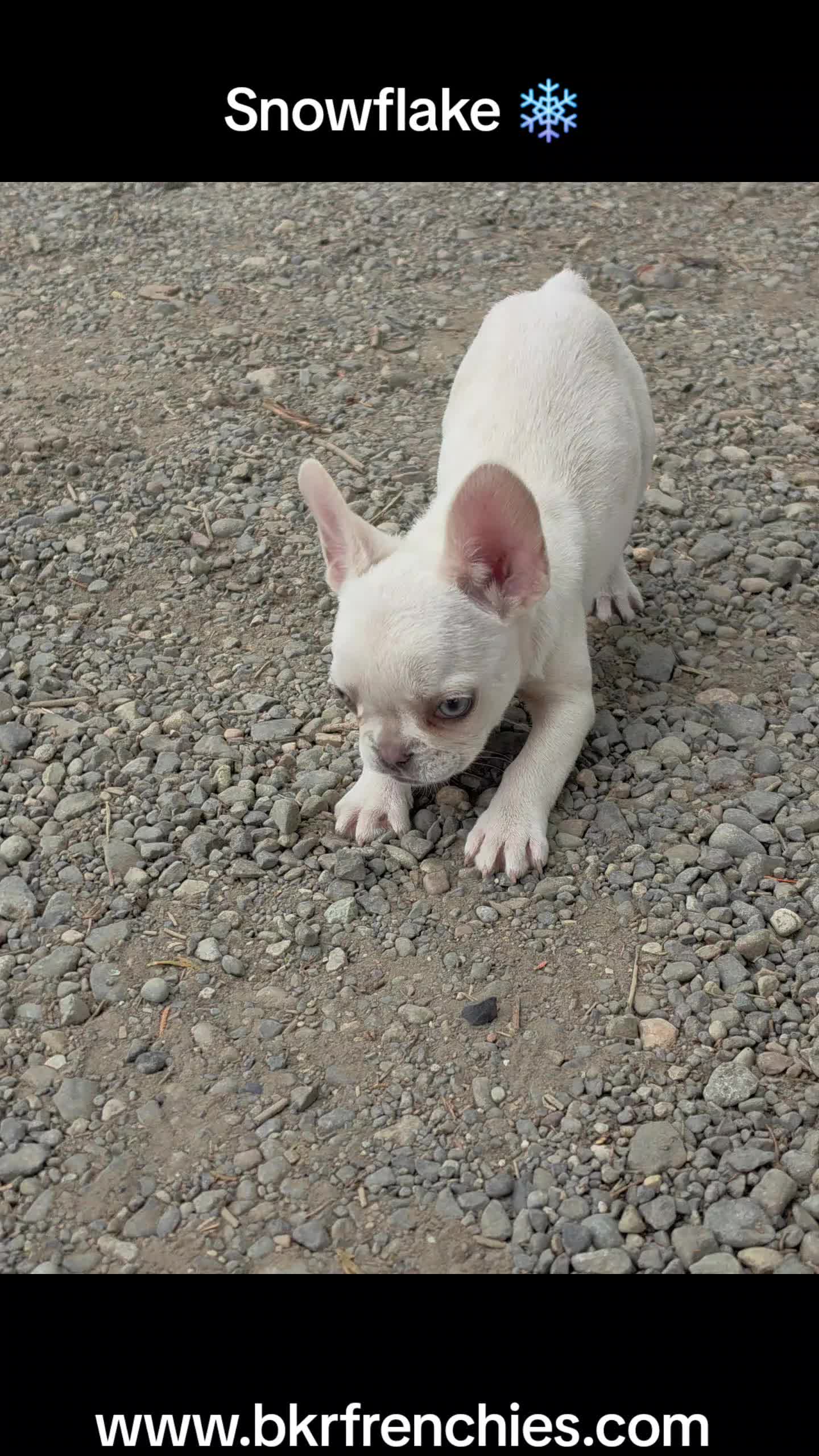 @bkrfrenchies