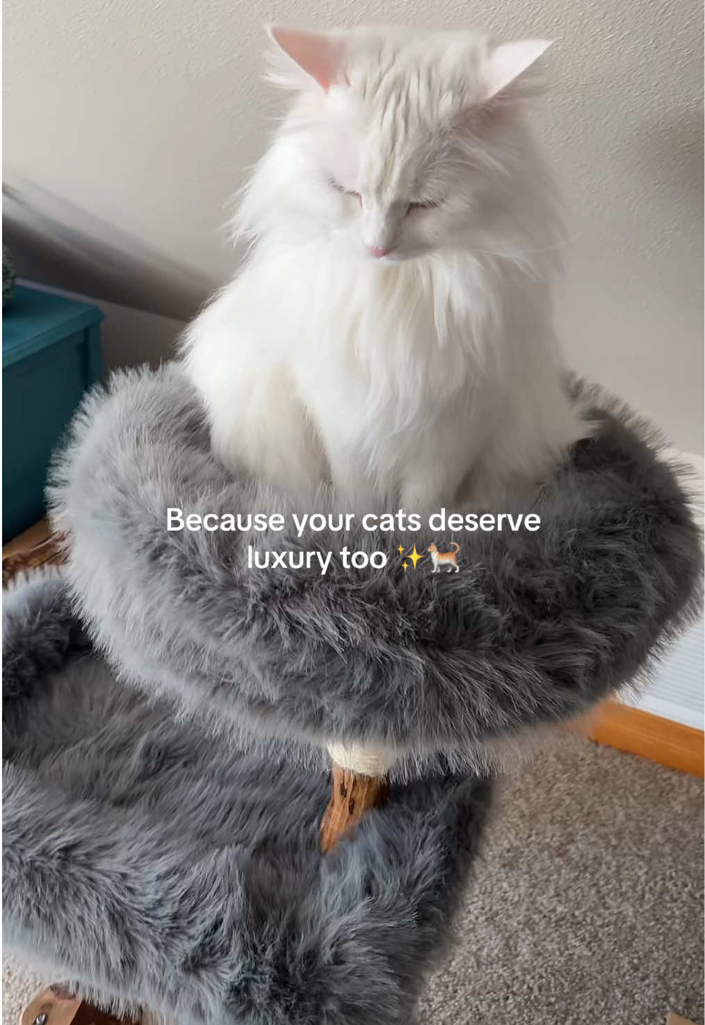 @Velvet Paws