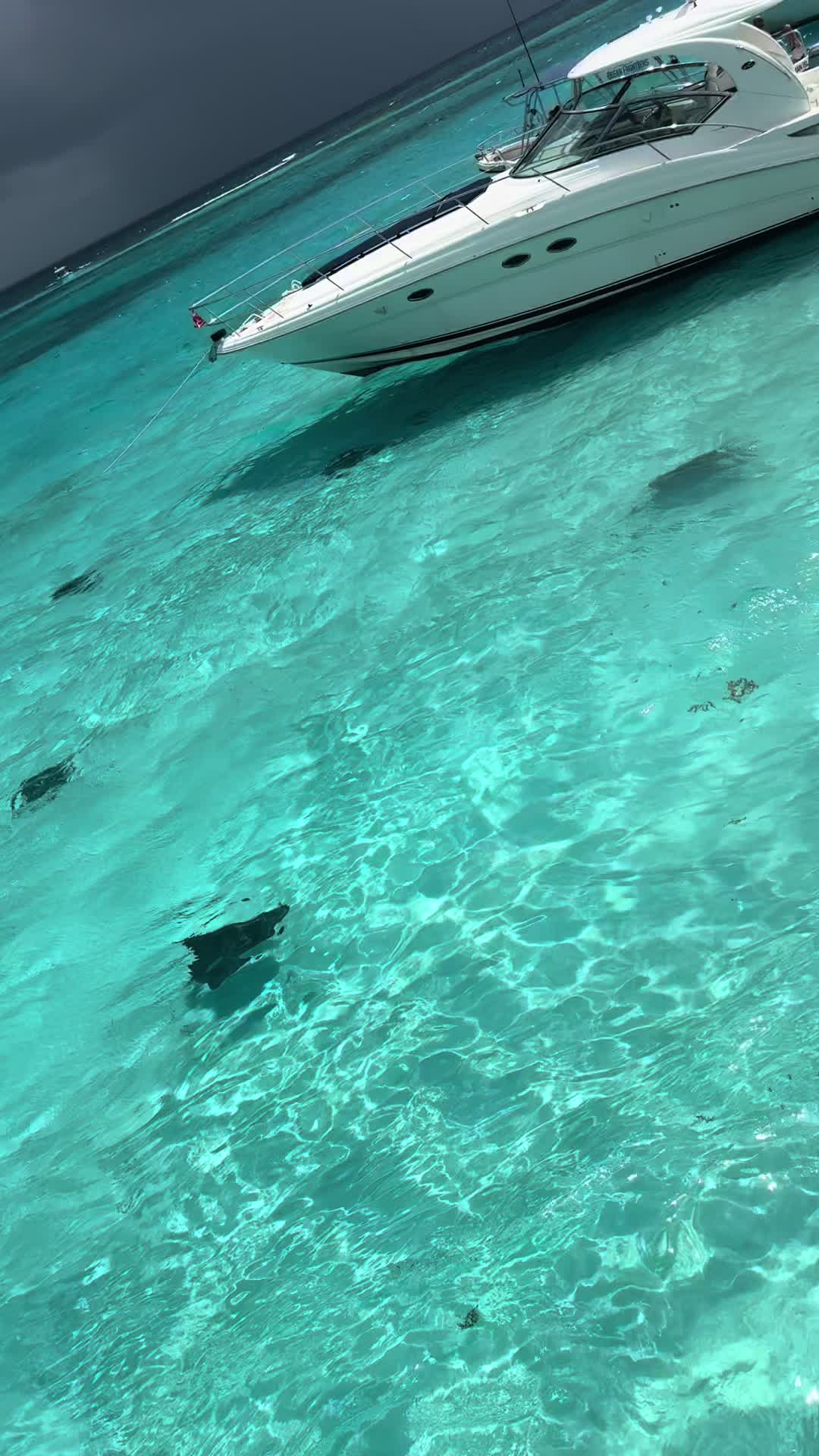@sharkkyy