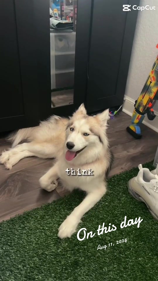 @lifewith2huskies
