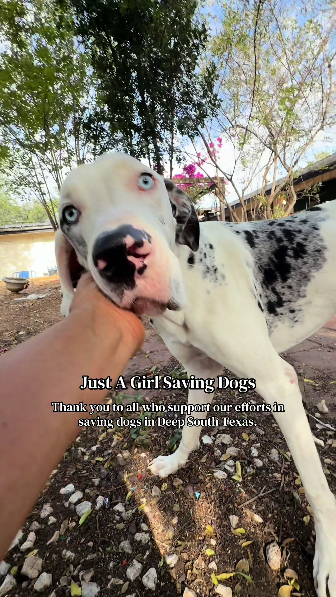 @Just A Girl Saving Dogs