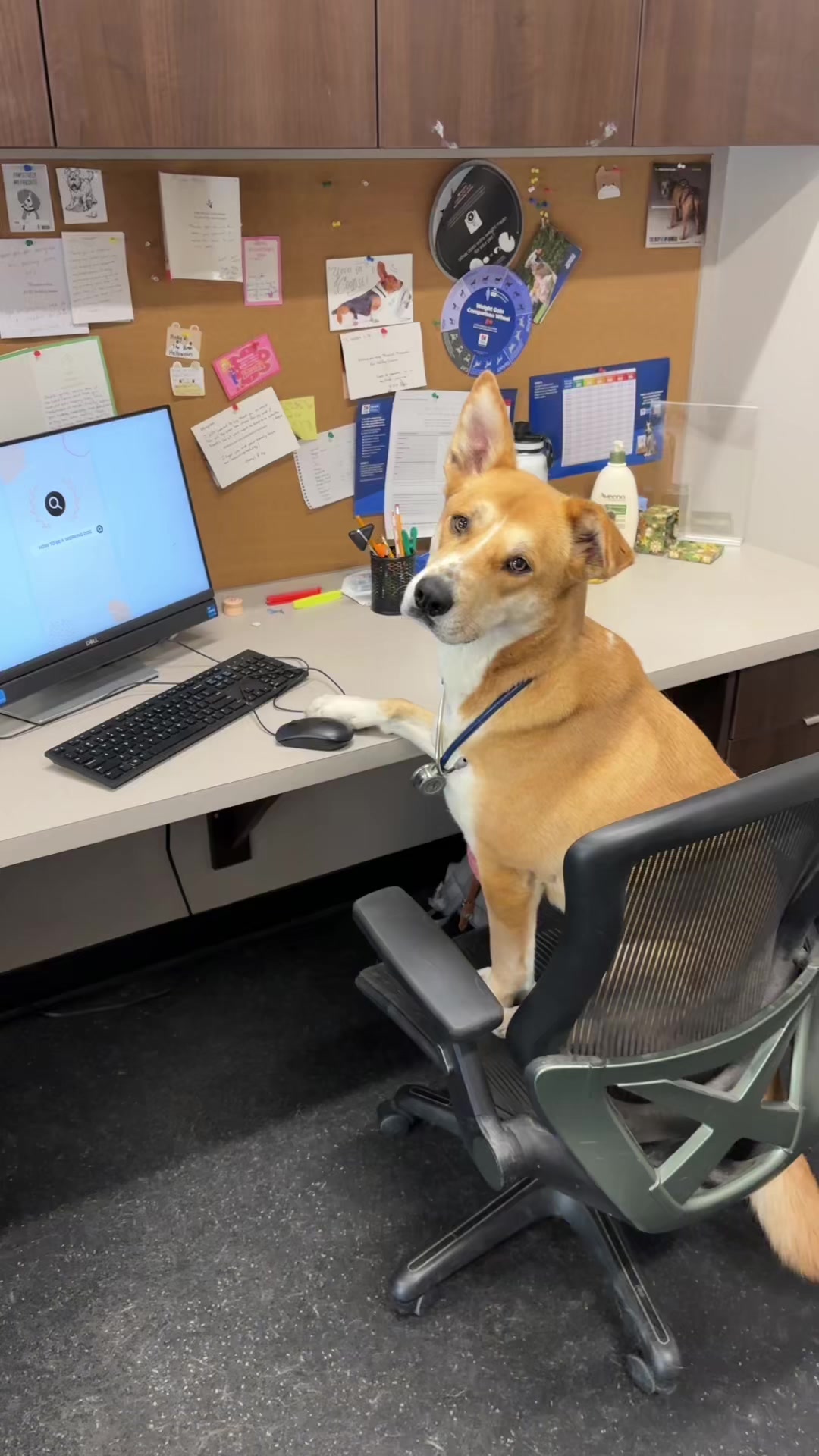 @BW.K9.Rehab🇨🇦
