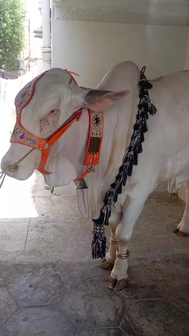 @Malik Parwav