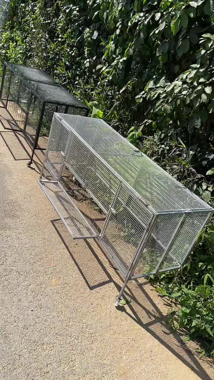 @Tập Lực G&agrave; Chọi -Avi Chim