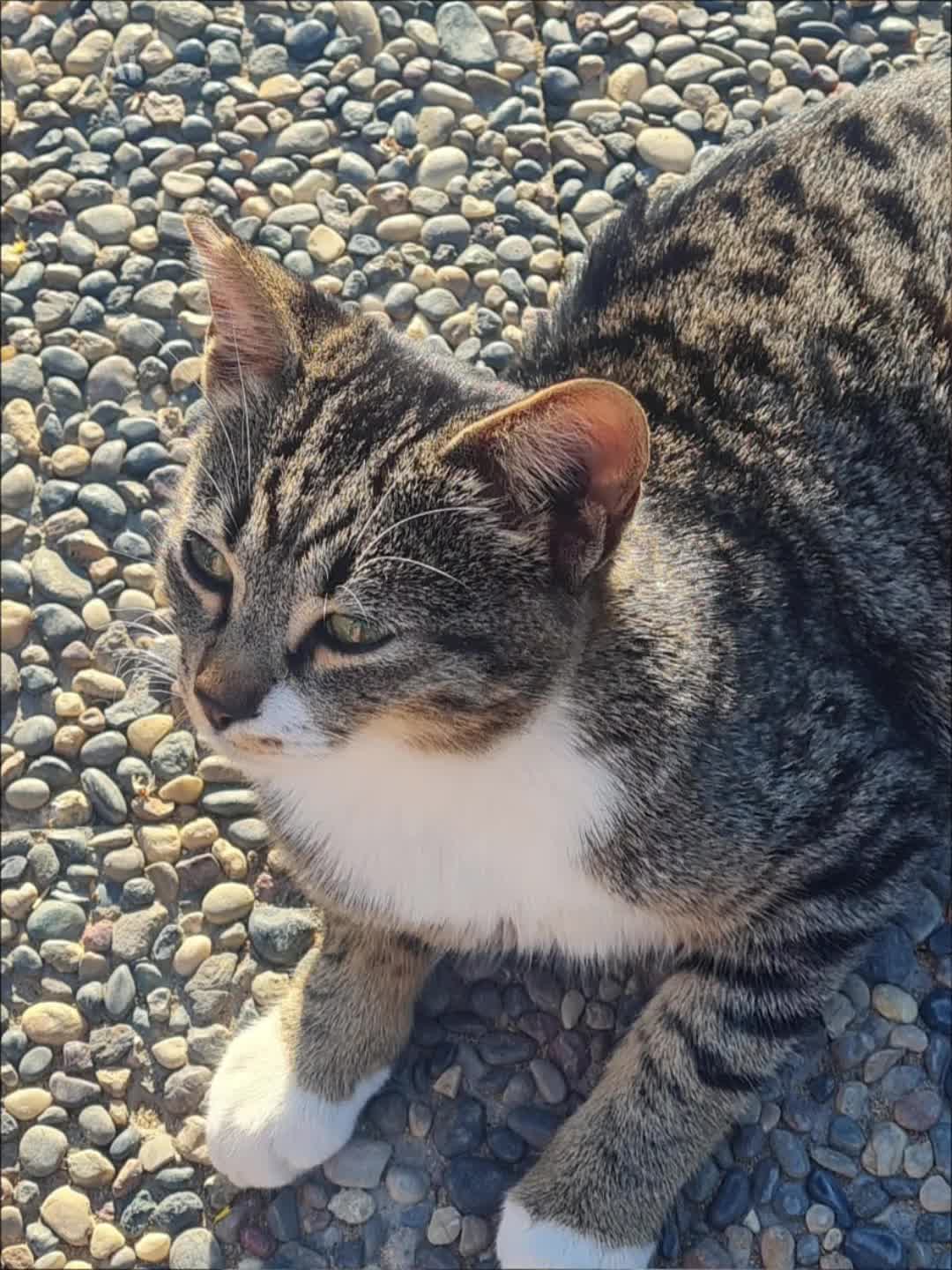 @Mira Lynn🐱🐾
