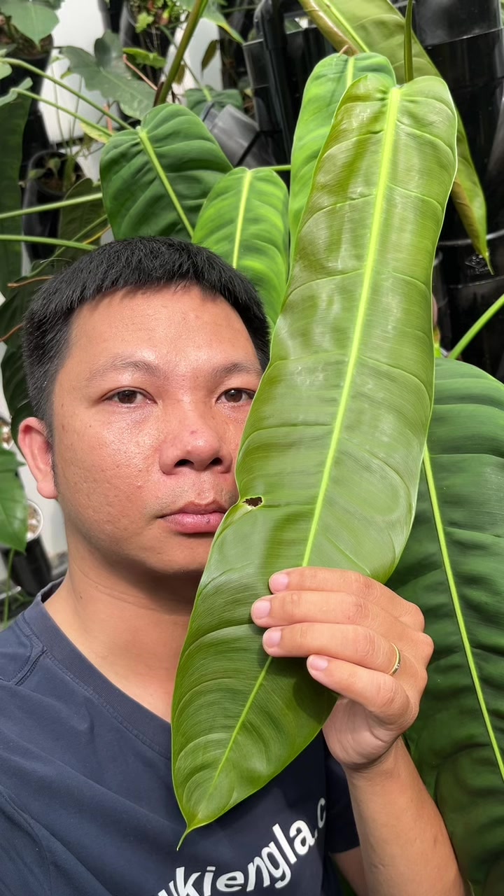 @Huy Kiểng L&aacute;
