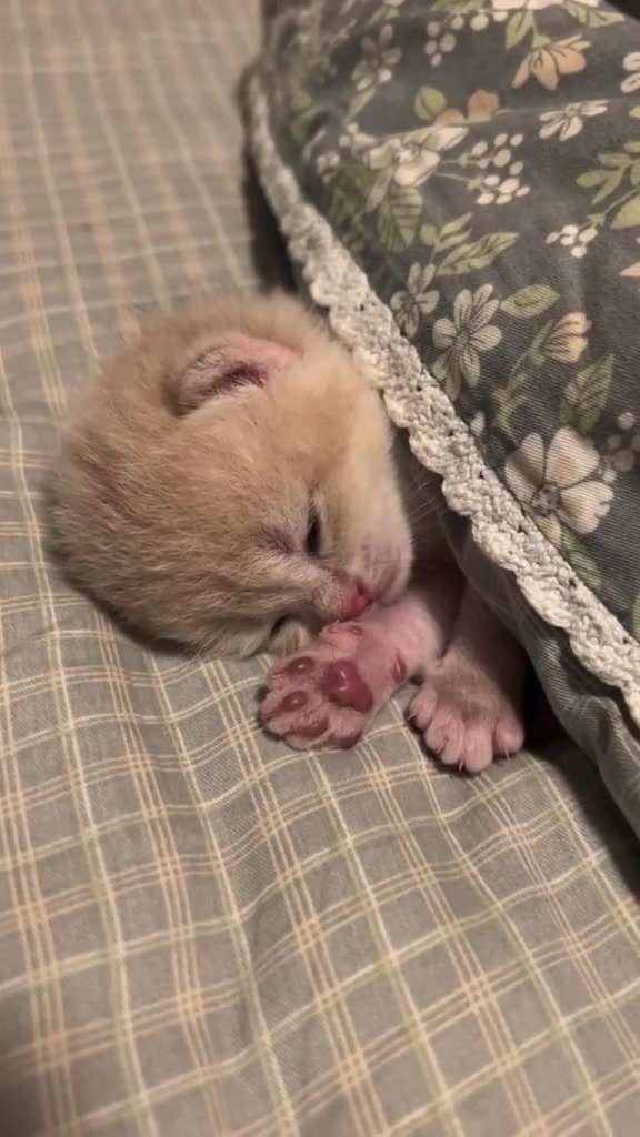 @catbosssss