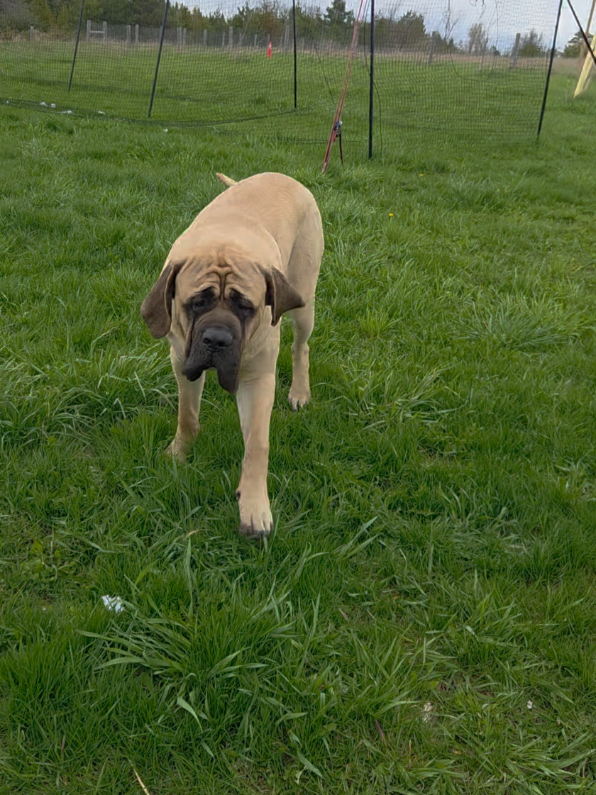 @Maple Mastiffs