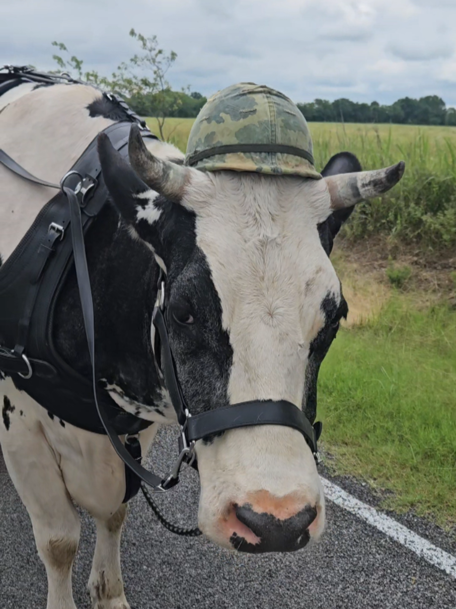 @Only Cows