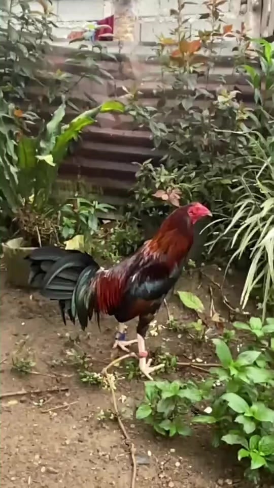 @Big Backyard 🐓🐓