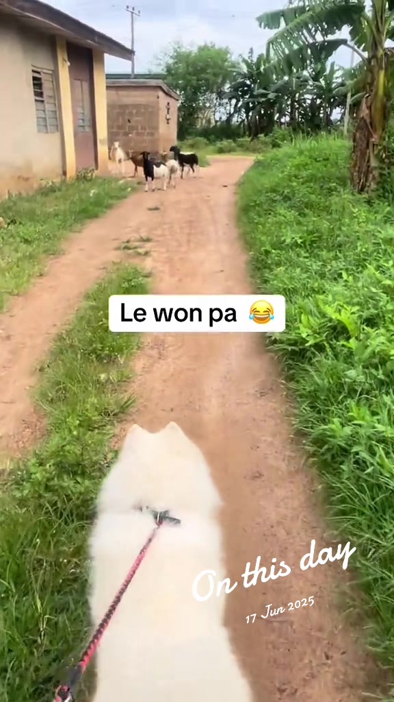 @dognaire