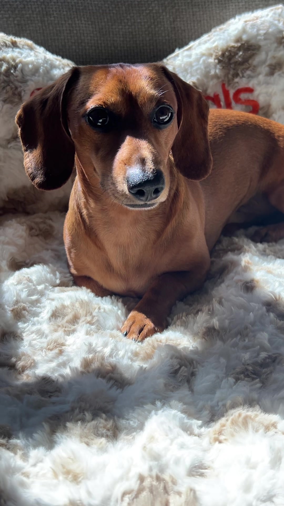 @Slinky Severus-Doo