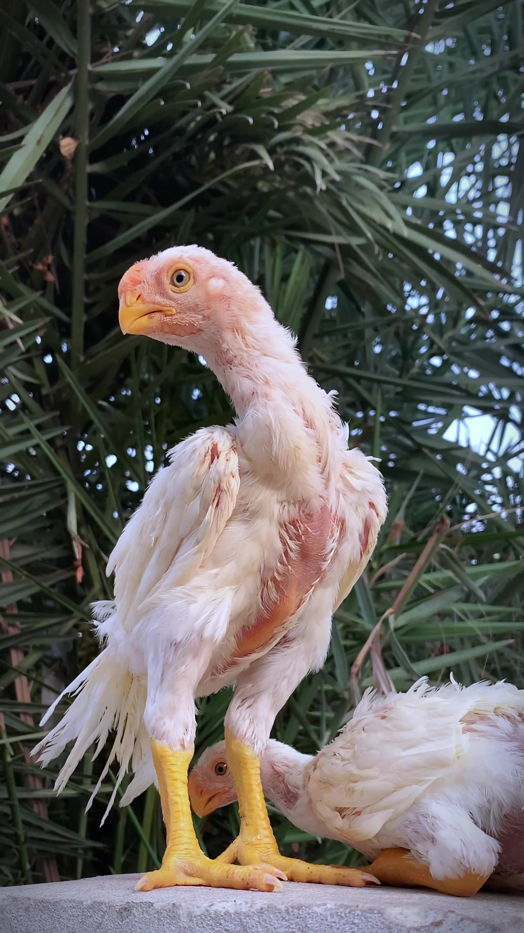 @Birds_Goat