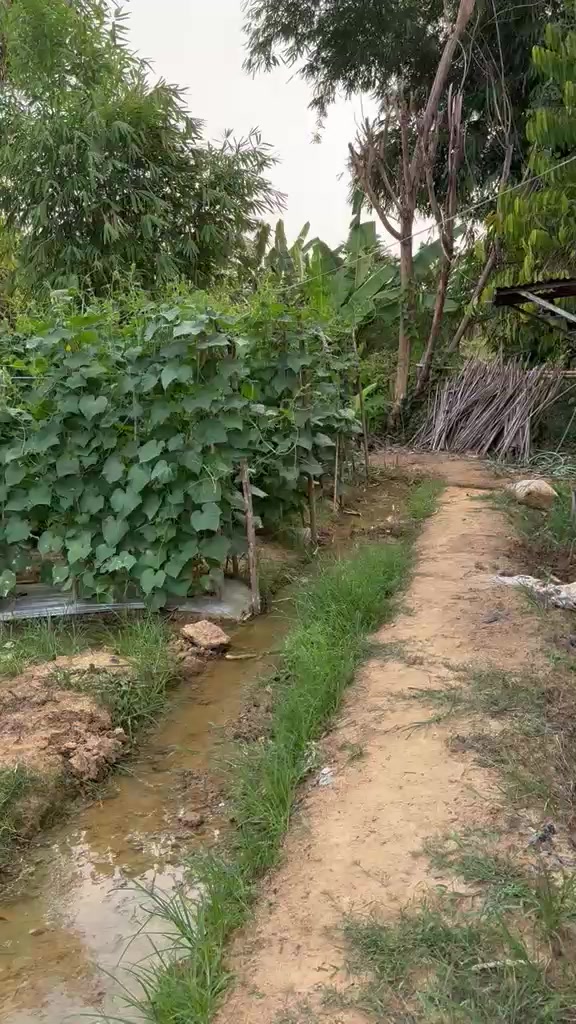 @SURYA TANI