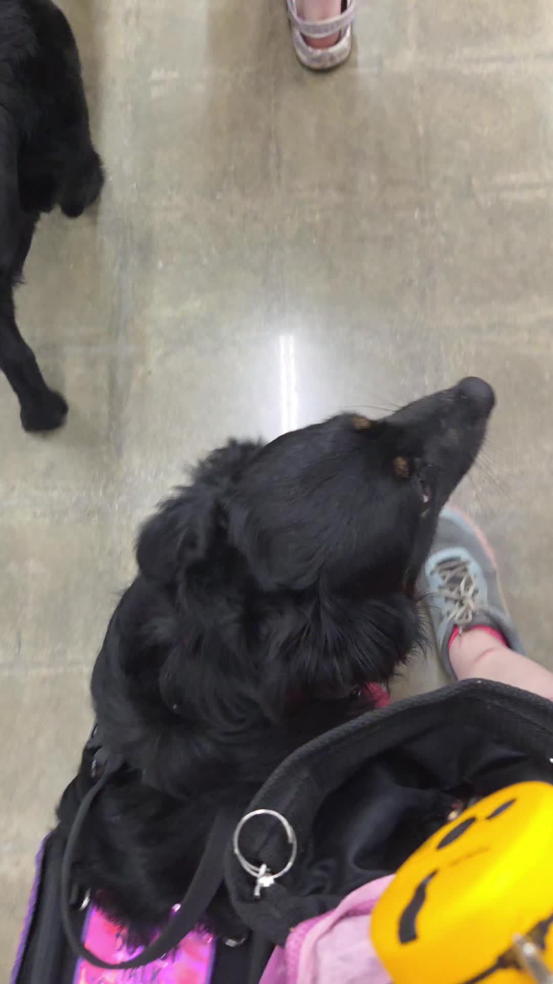 @Nala the Service aussie