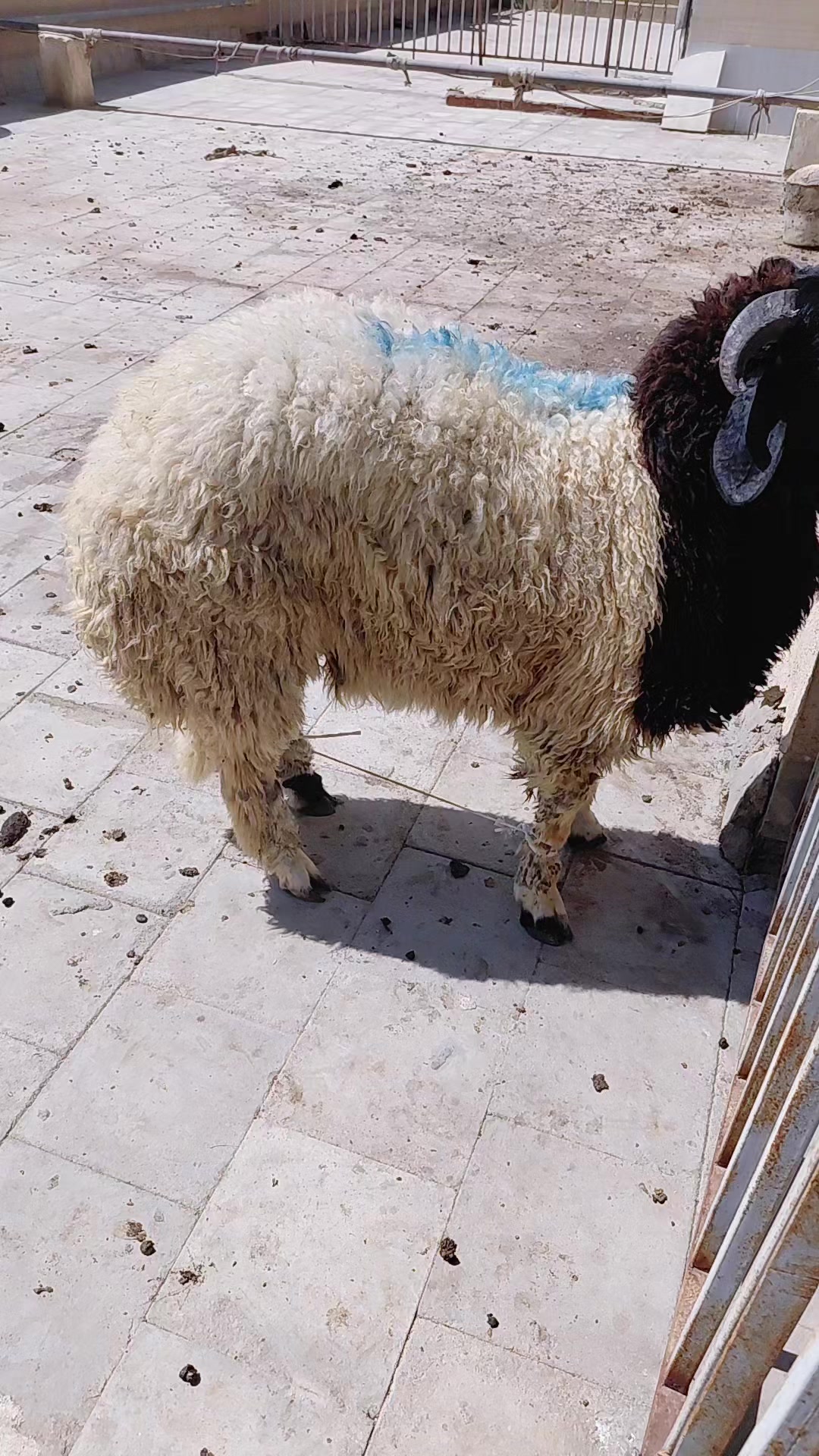 @قطر الندم
