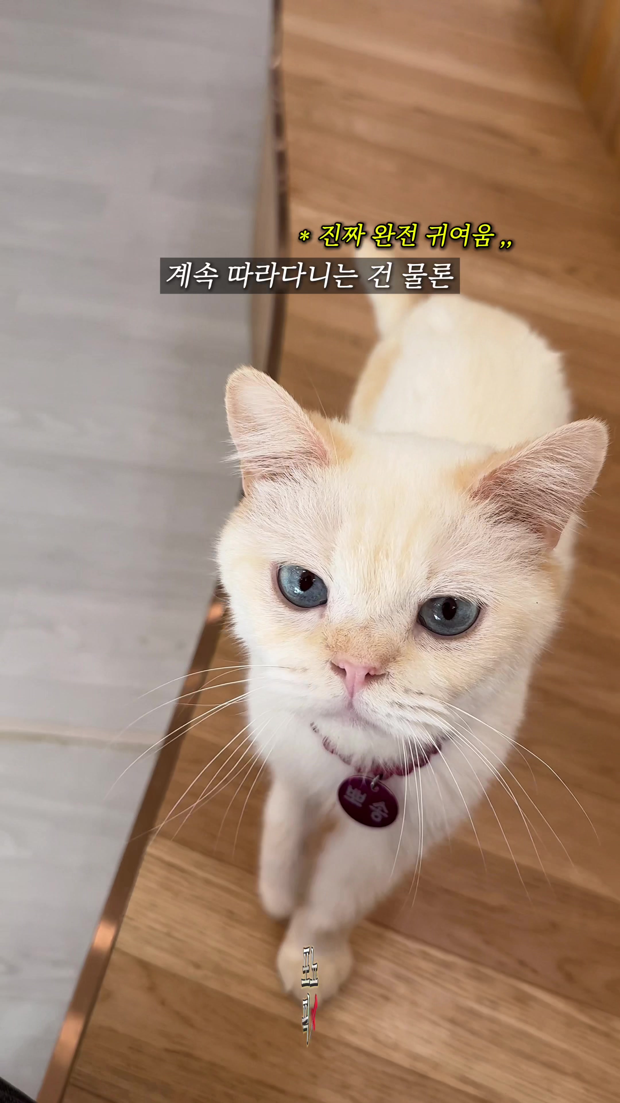 @포뇨픽ㅣ청주맛집&bull;대전맛집&bull;세종맛집
