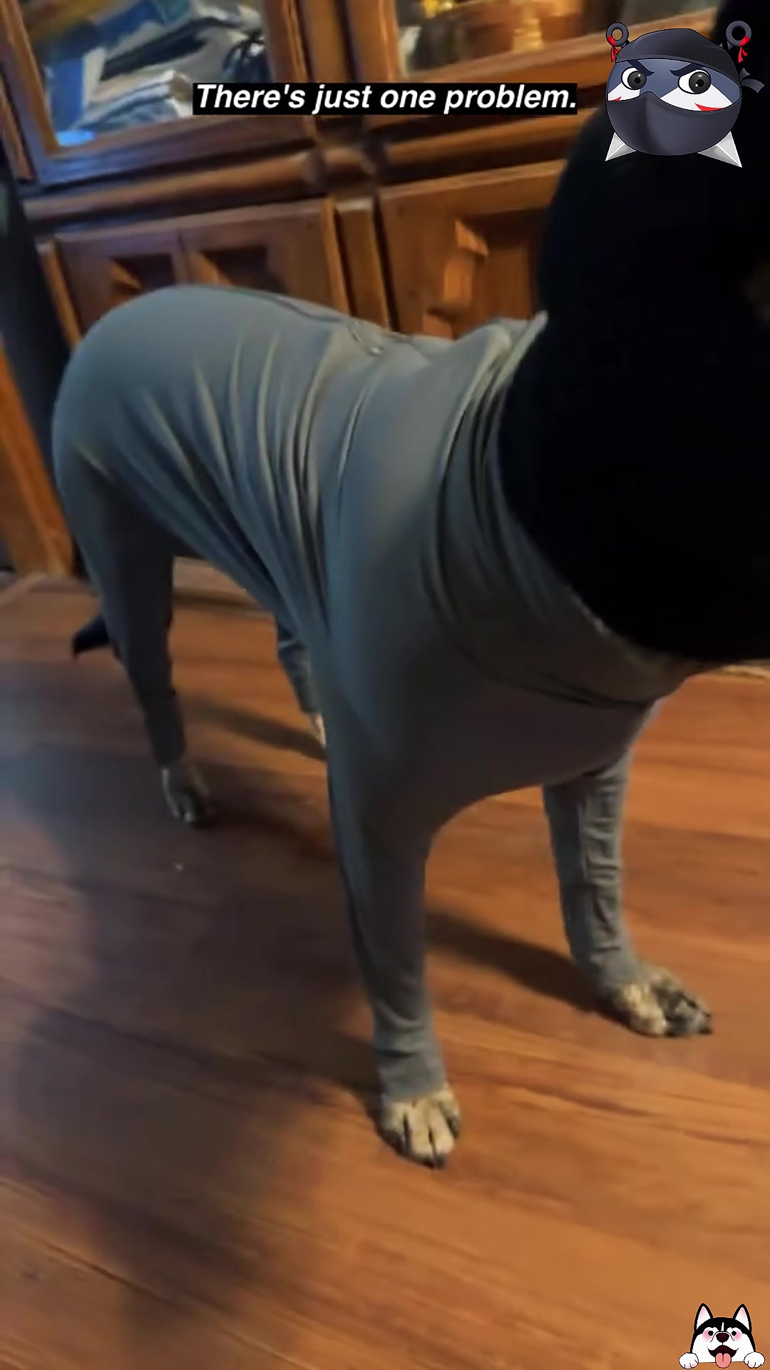 @dogandcattk2