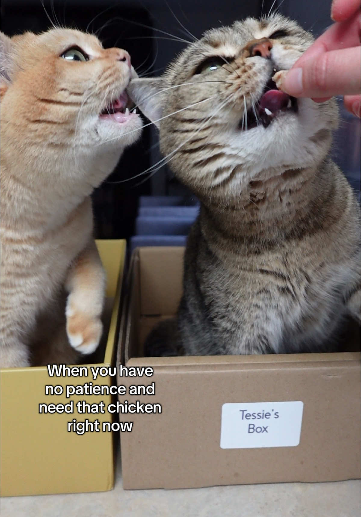 @tessie_cat_and_bert