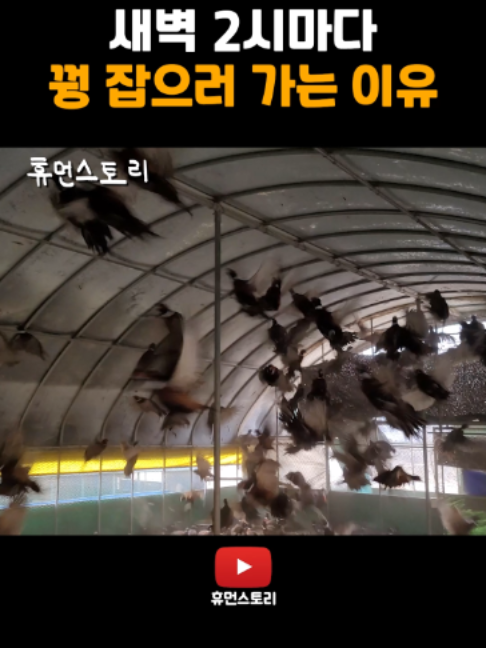 @휴먼쇼츠