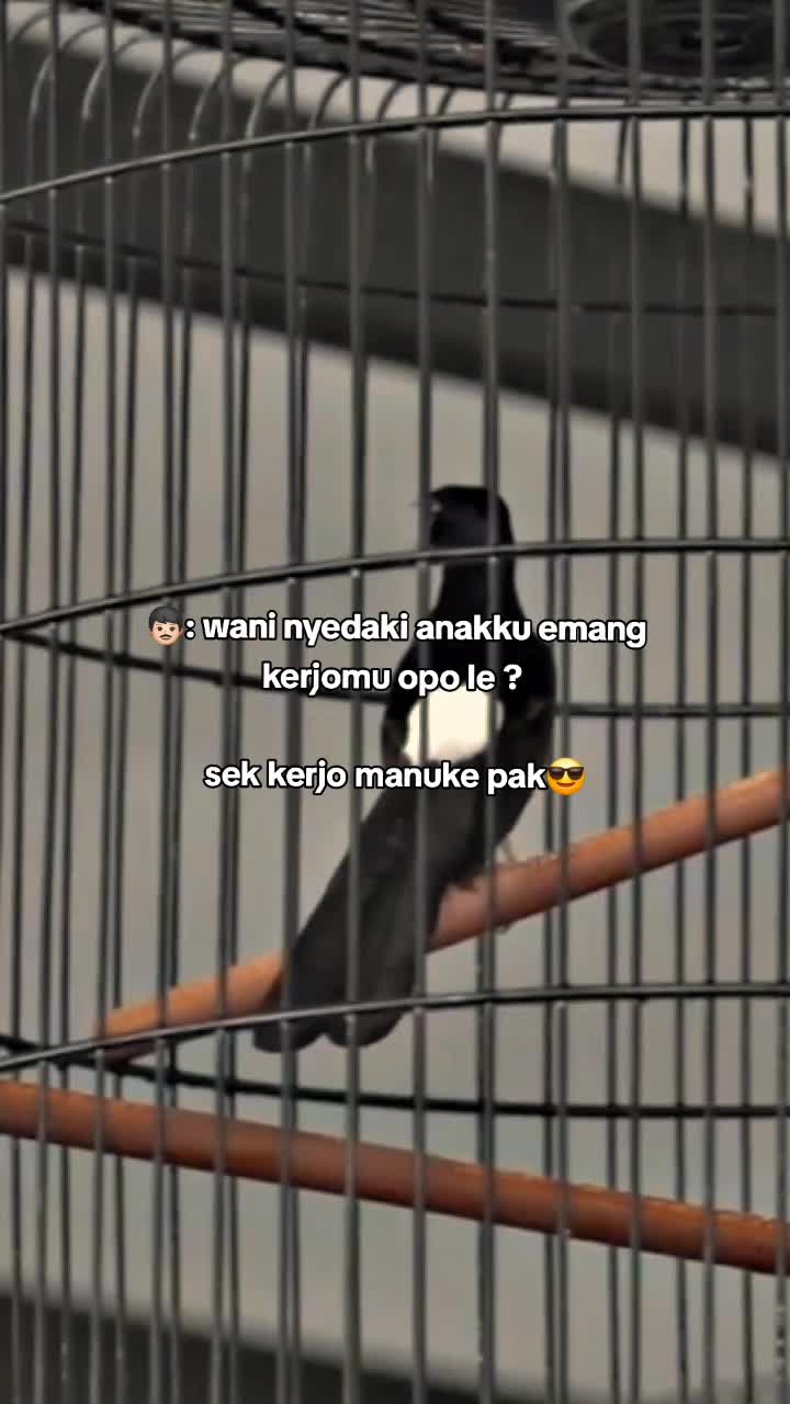 @Zulll x IIEC