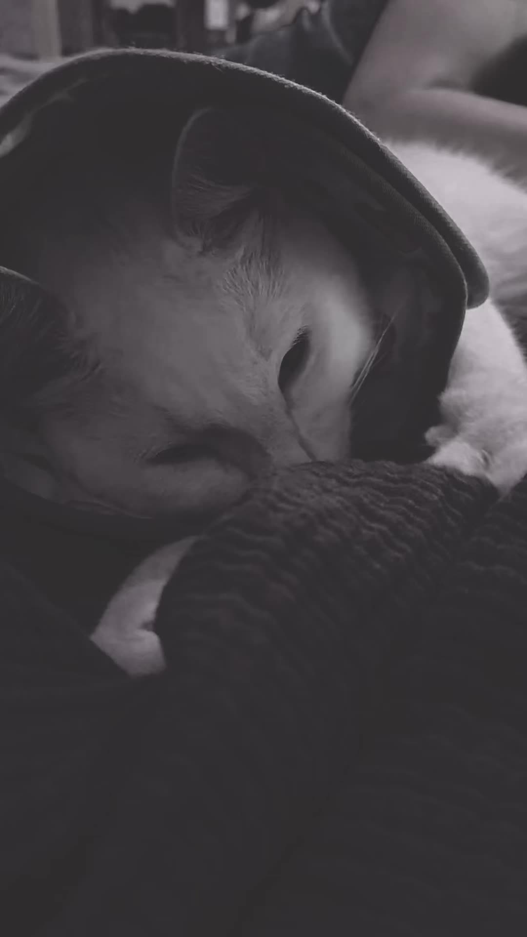 @t3r1fa1ry