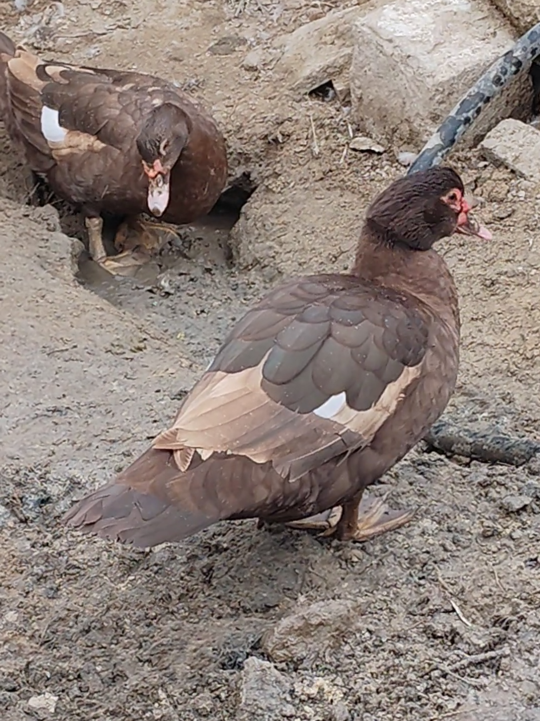 @MAŞTAĞA_QUŞCULUĞ