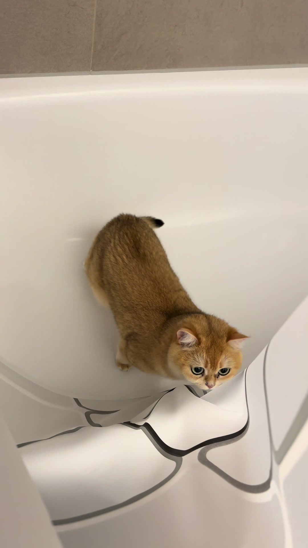 @Sammie_the_Cat