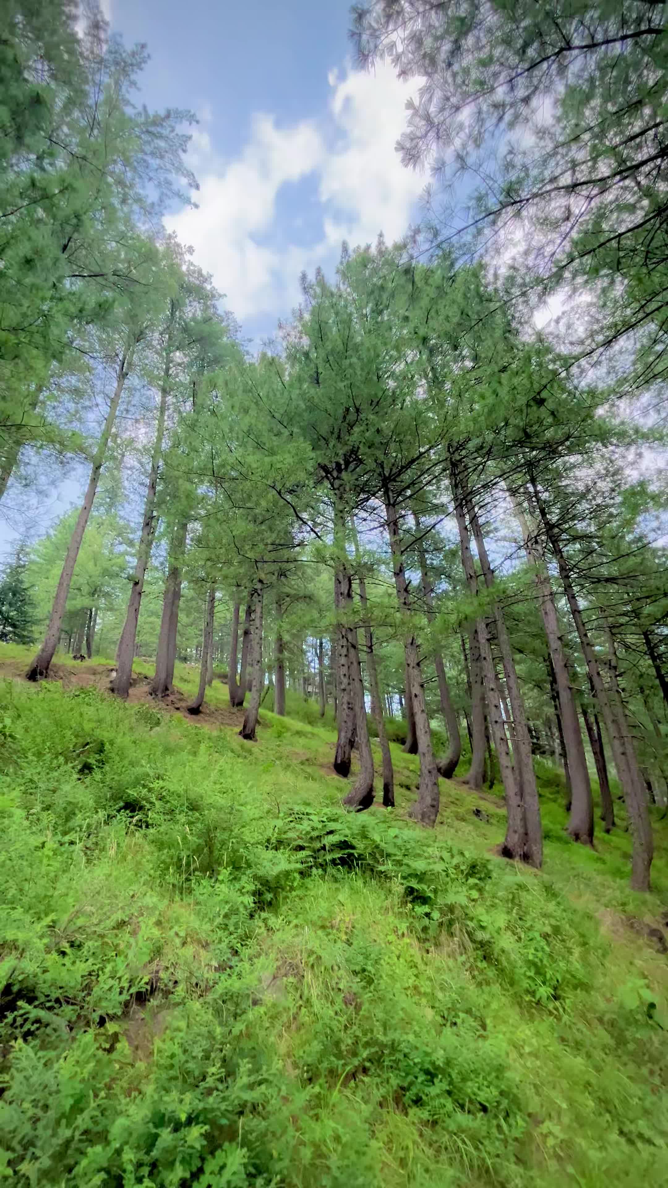 @Shogran Vibes