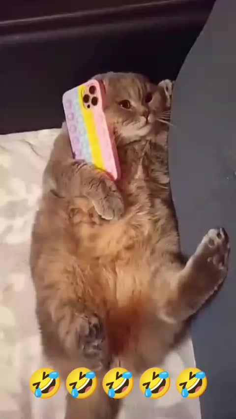 @Дэнчик Кэт