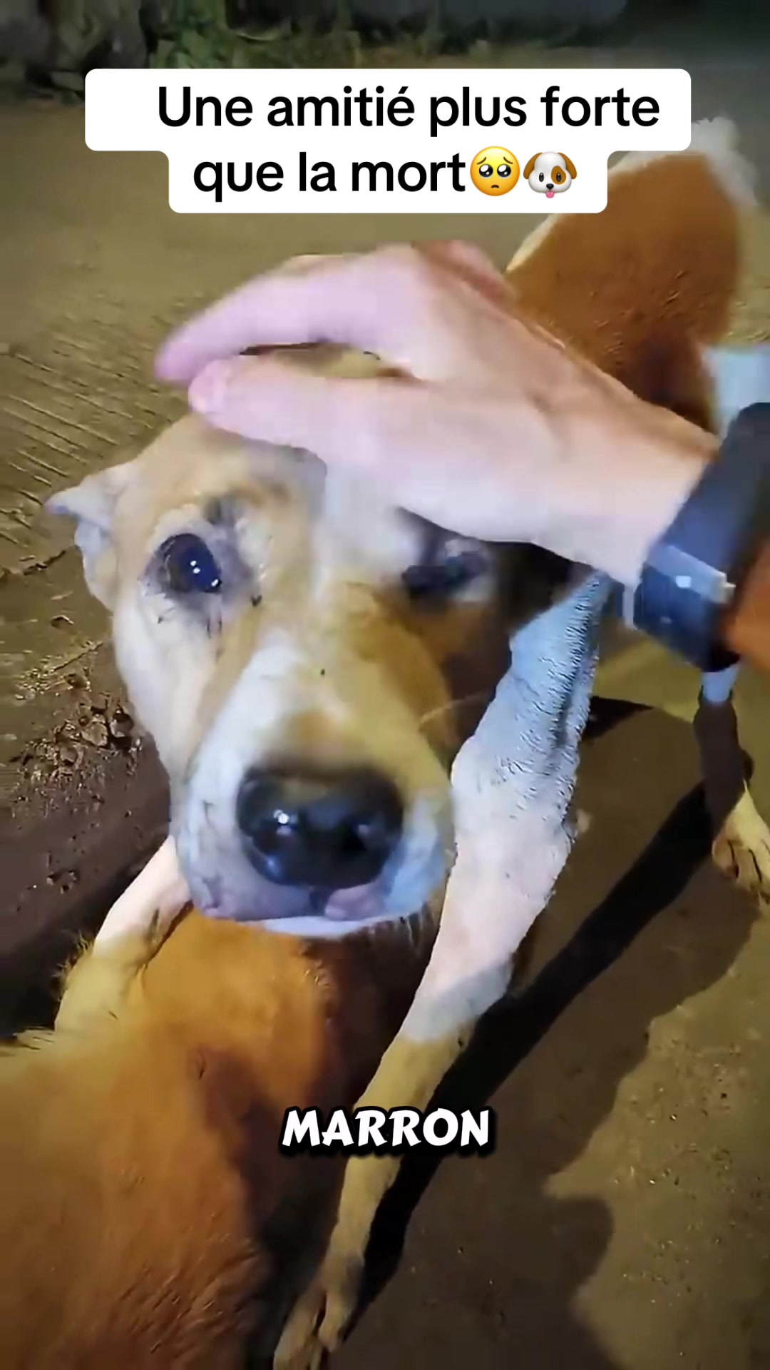 @rescueanimals69