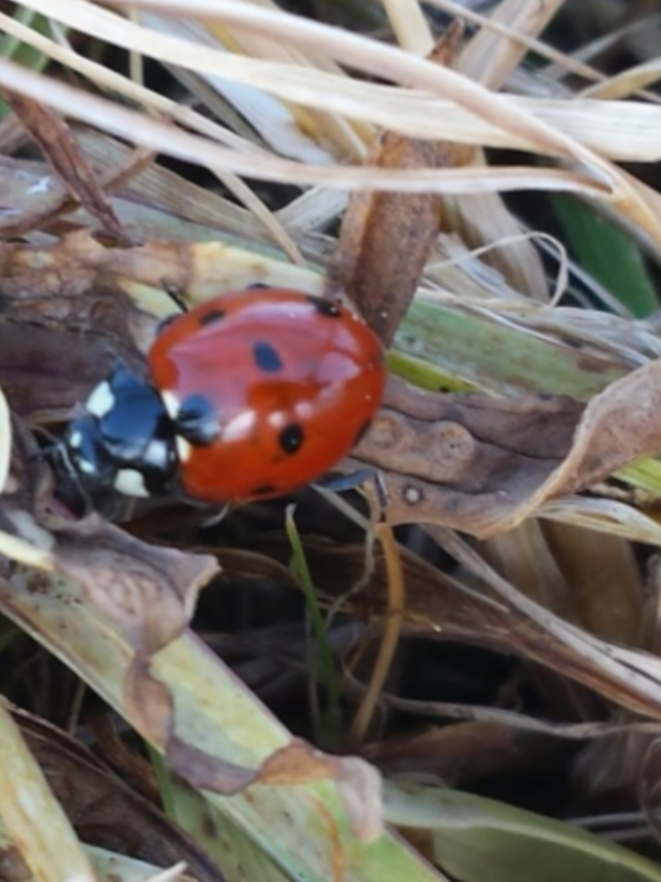 @🐞edwige33🐞