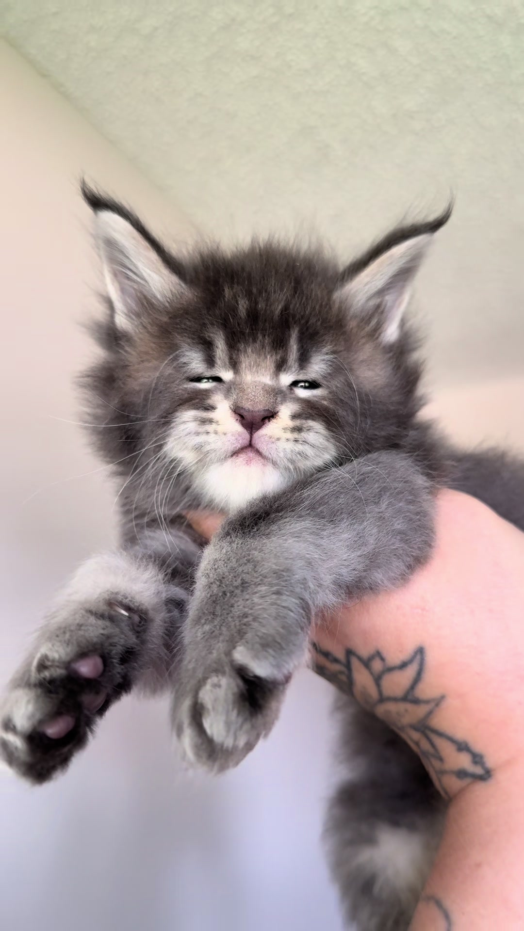 @MidwestGiantsMaineCoonCattery