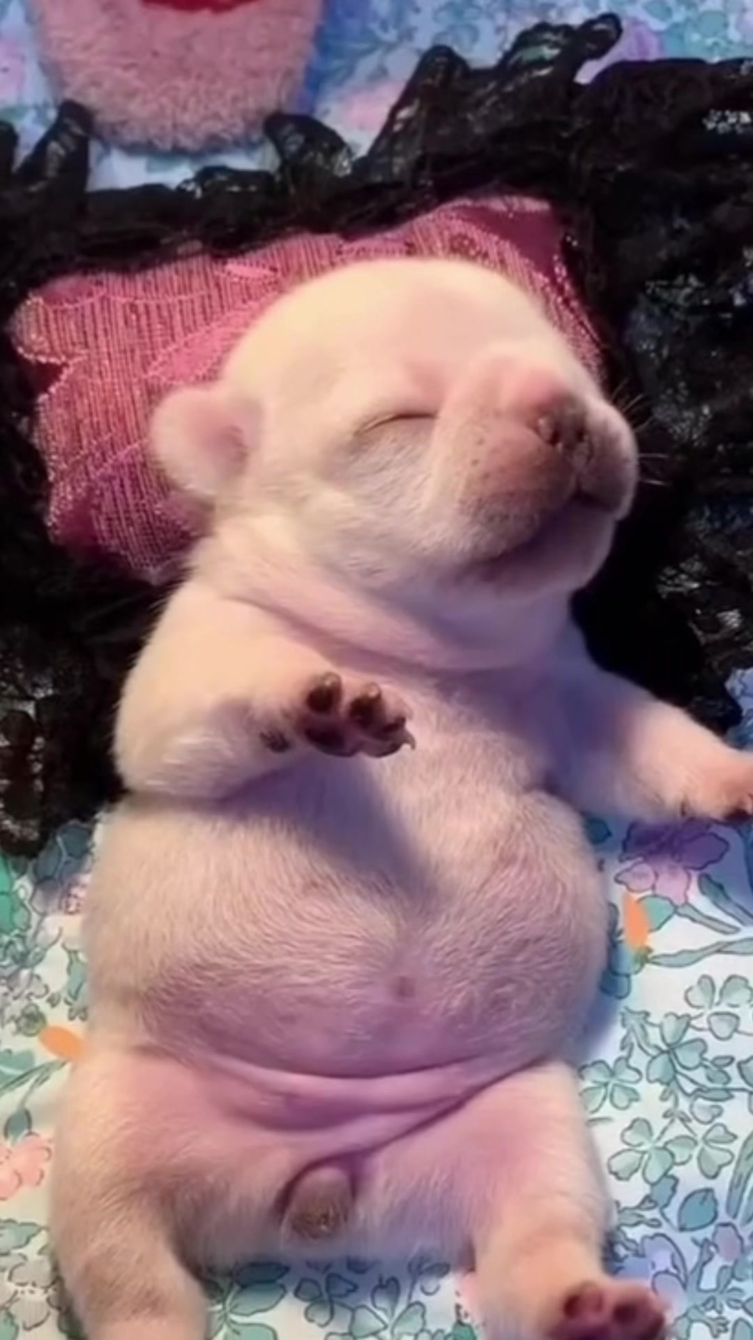@pibblepan