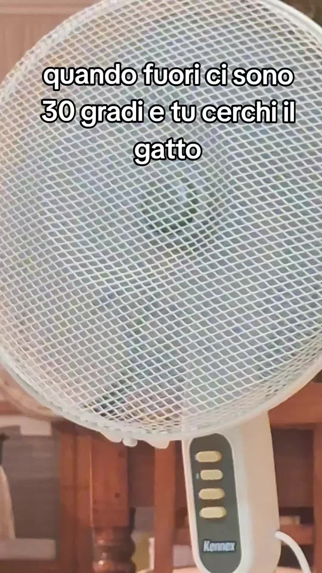 @gattopippo