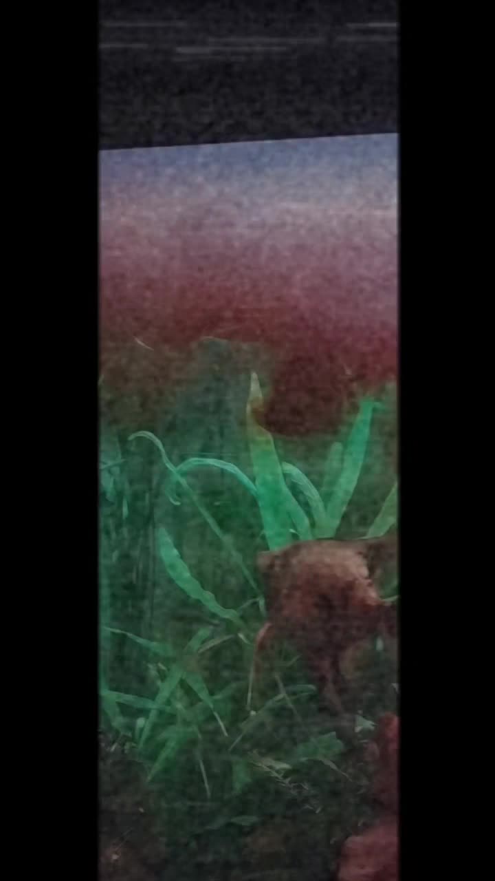 @Joker,s Aquarienwelt