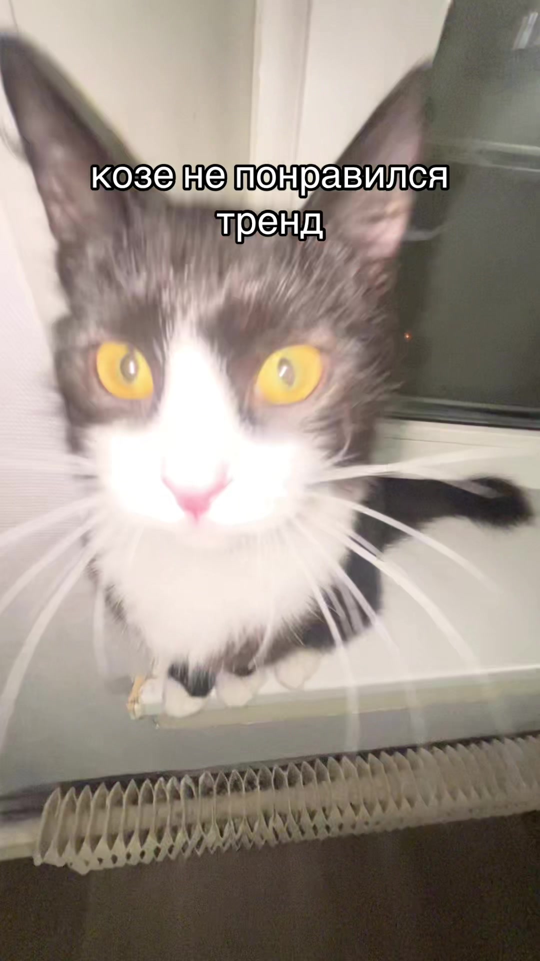 @Хаку 777