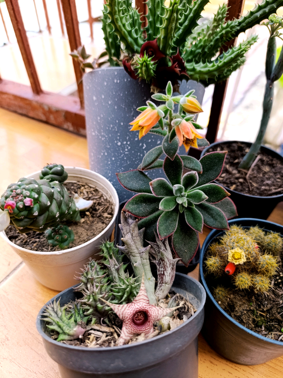 @CACTUS JARDIN DE ESPINAS