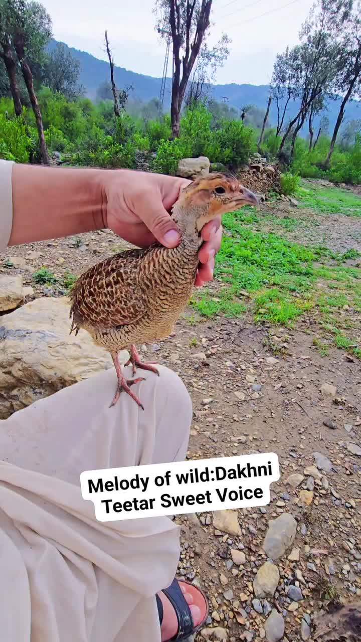 @Birds Lover