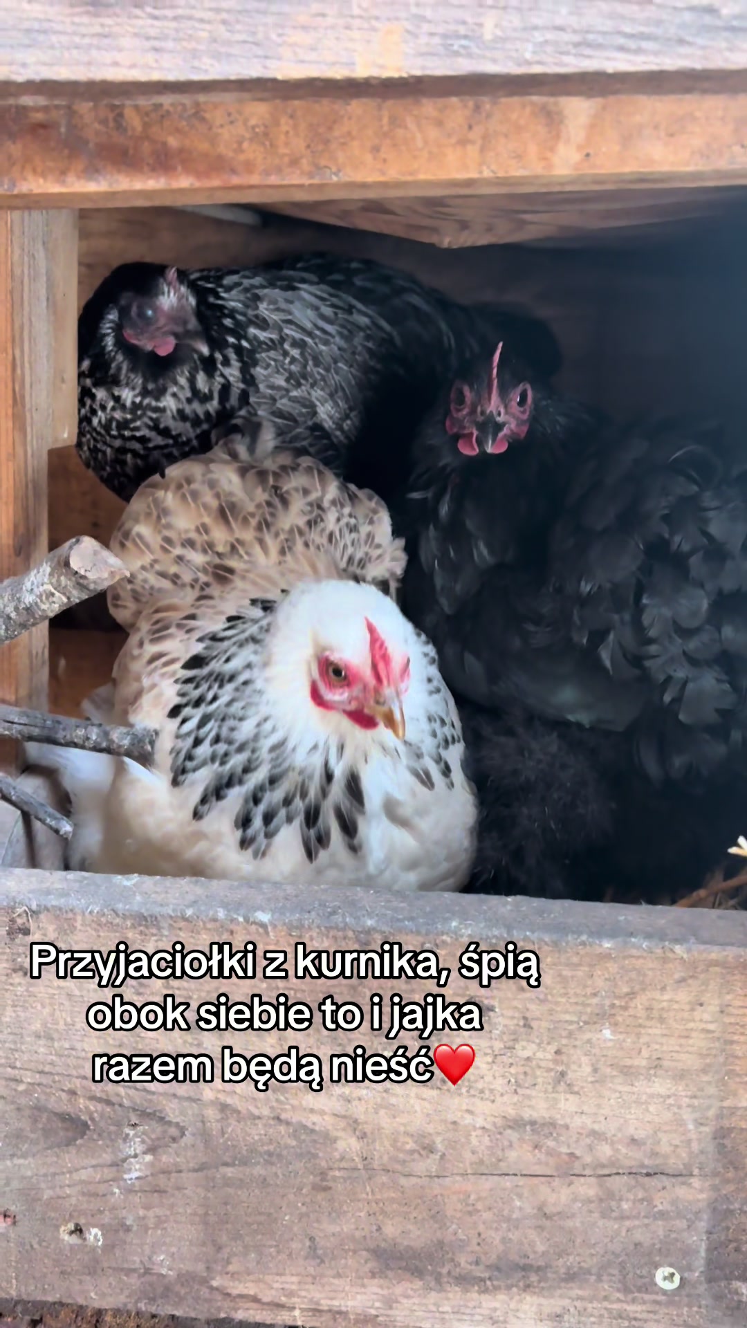 @hens🐔