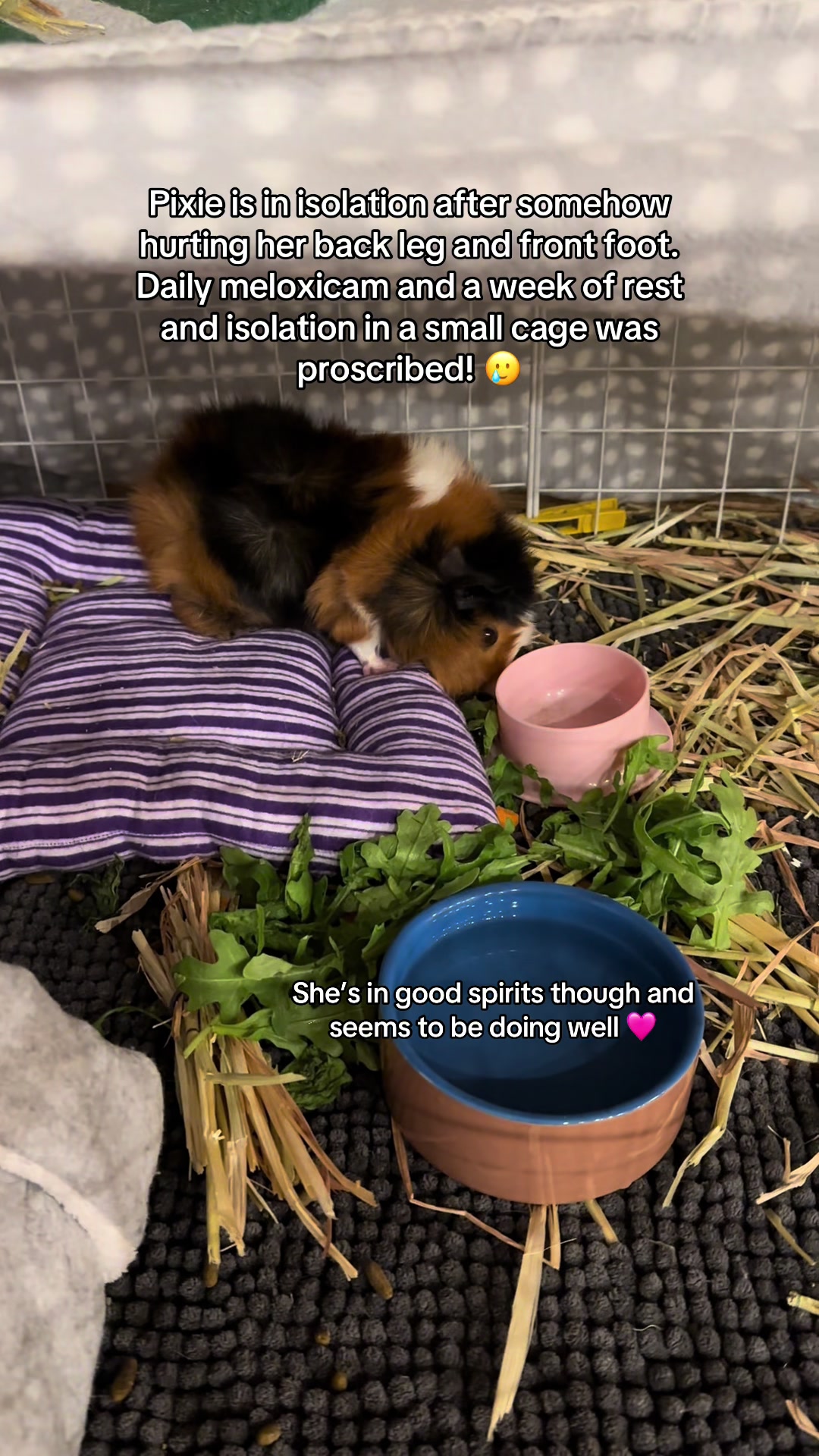 @MimisPiggies25