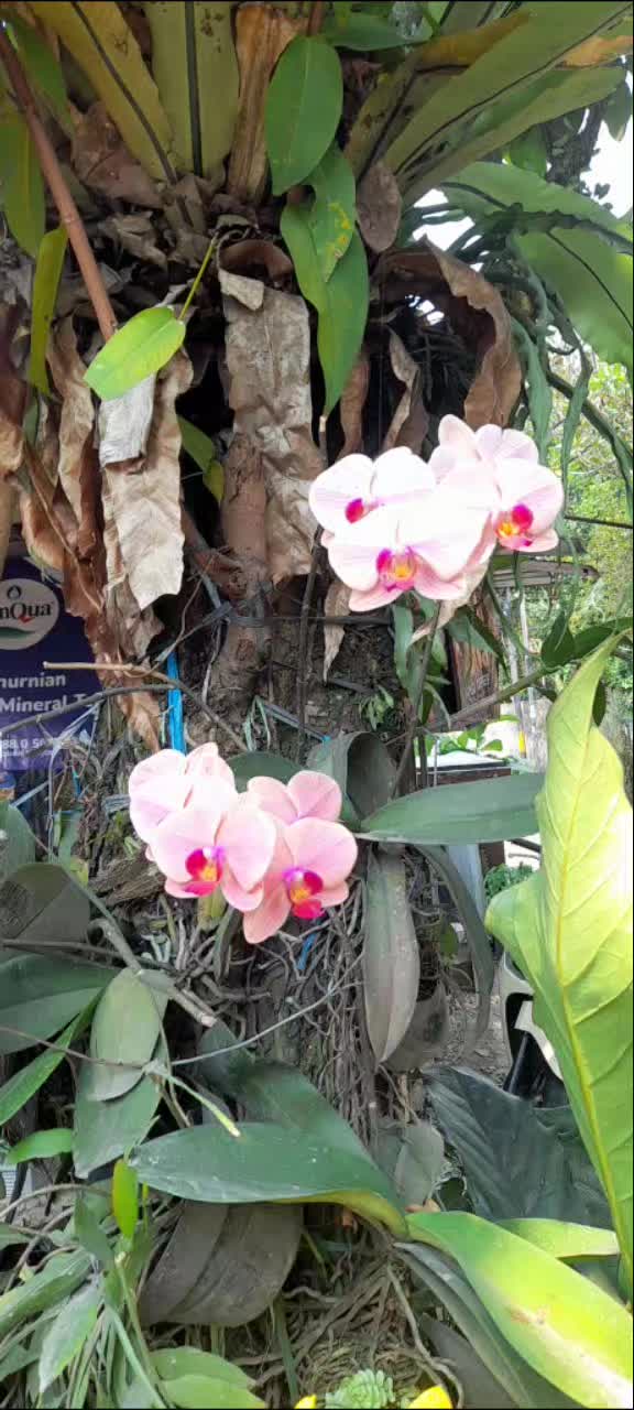 @Sandra_Purba76
