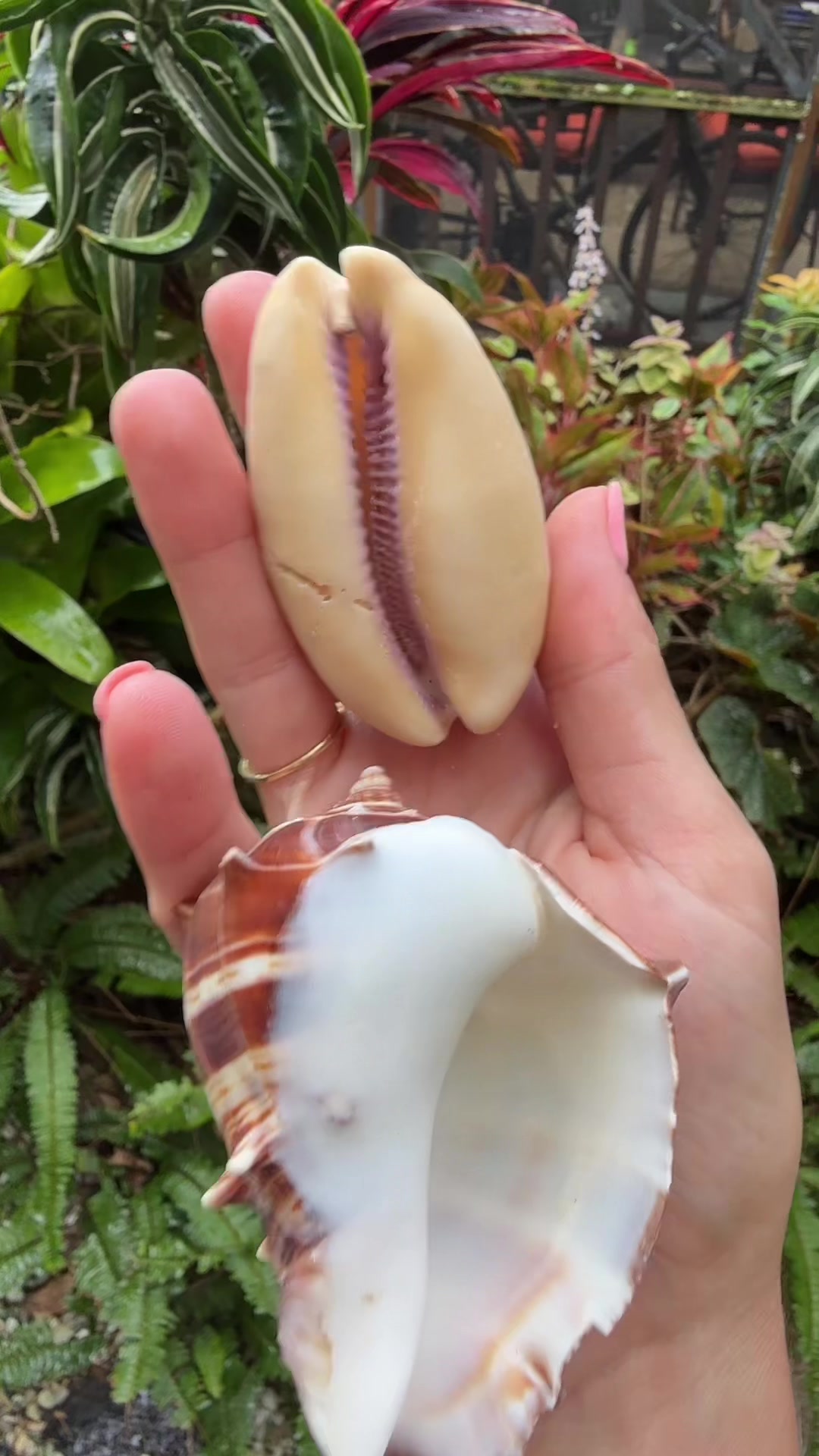 @Islandshells