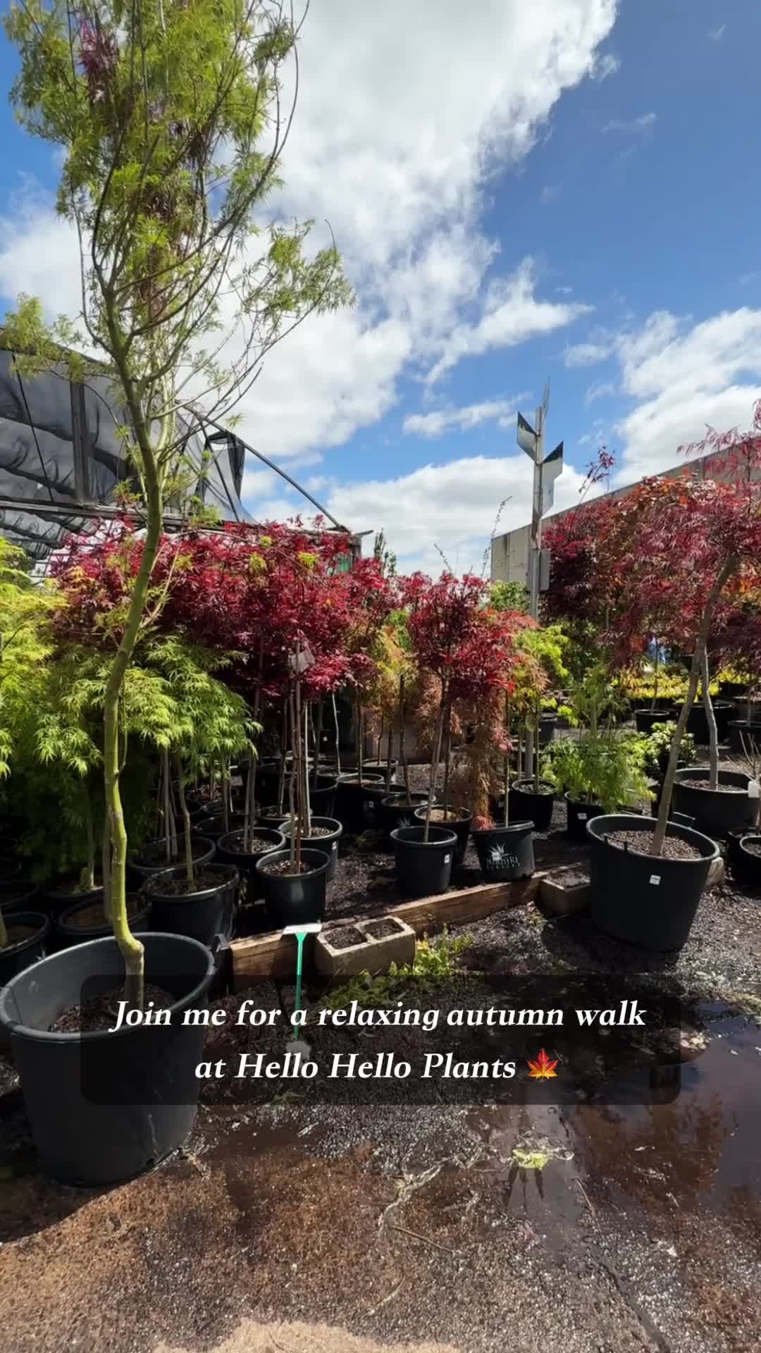 @Hello Hello Plants Nursery